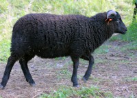 /album/fotogalerie-shetlandske-ovce/farma-beskydy-foto-cieslar-3514-jpg/